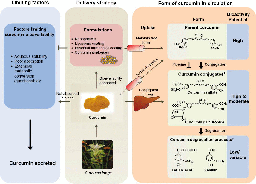 Curcumin and Bioavailability