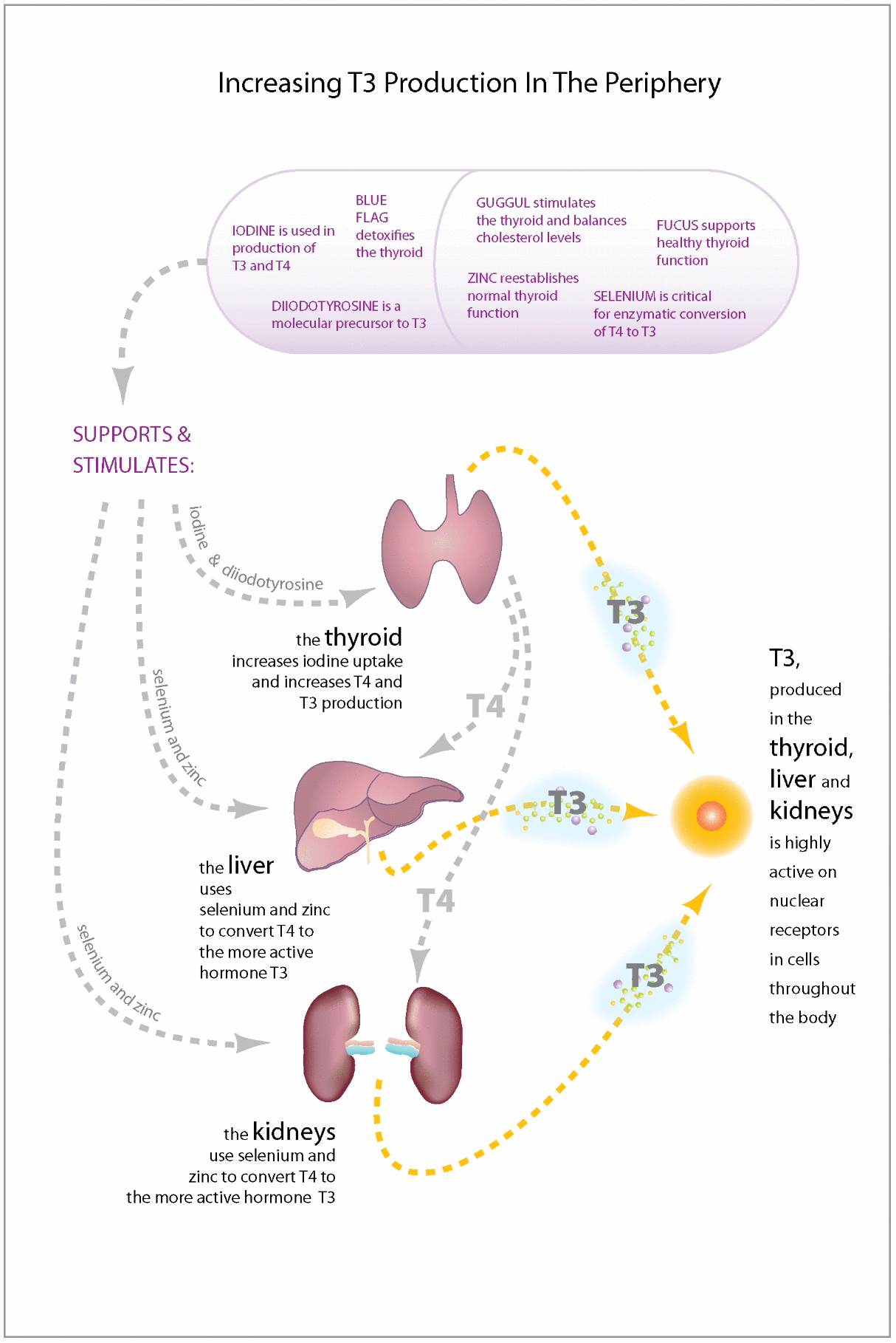 What does iodine do deals for the thyroid