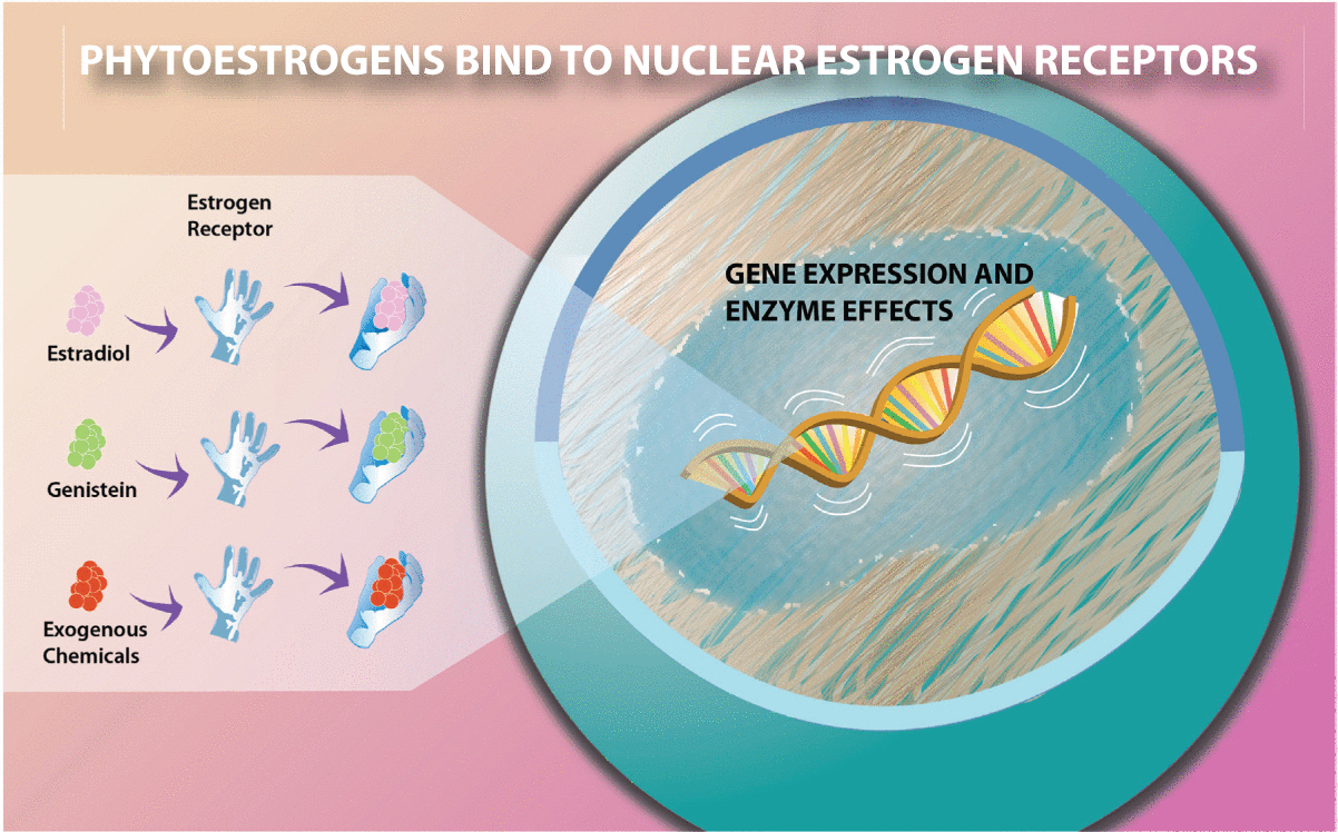 Phytoestrogen Safety and Clinical Applications for Physicians