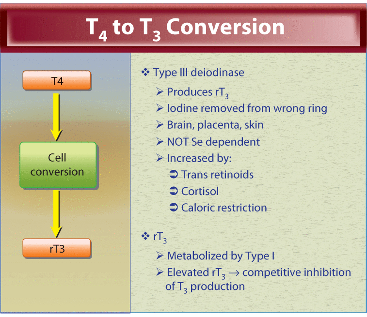 Fibromyalgia, Thyroid Dysfunction and Treatment Modalities