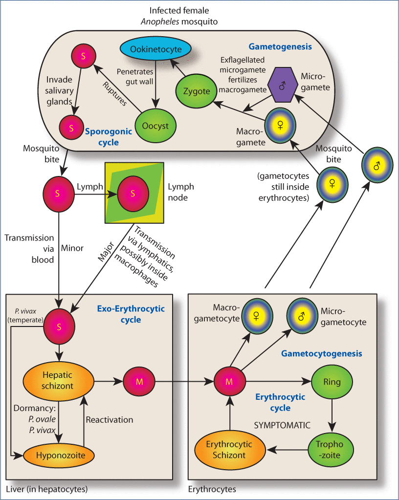 Malaria Gamechangers: Tackling Malaria Drug Resistance with Non-Artemisinin  Treatments 