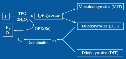 Antioxidant functions of iodine