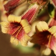 Rehmannia glutinosa