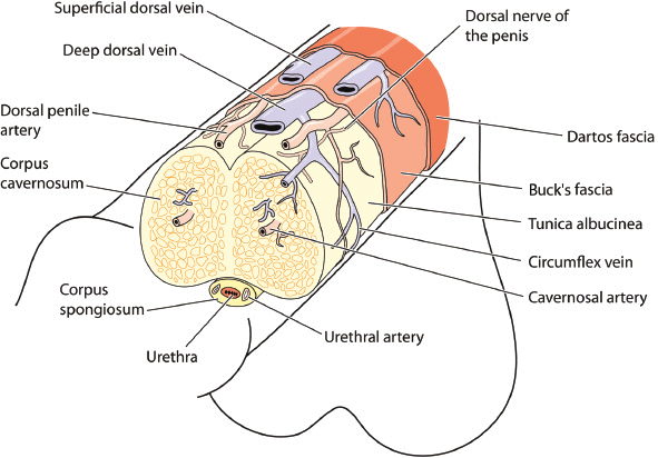 Anatomy of the penis showing the major structures, blood vessels and nerves.
