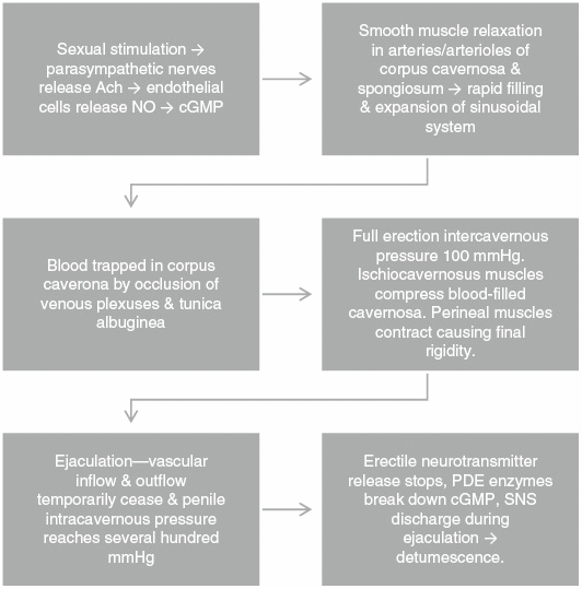 Erektions fysiologi.