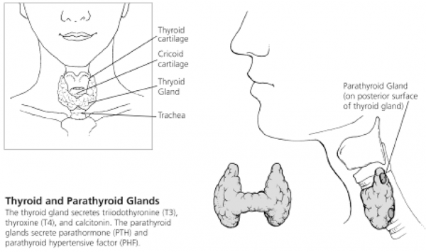 Thyroid and Parathyroid Metabolism Disorders - Restorative Medicine