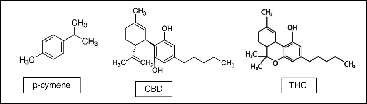 CBD / THC / P-Cymene