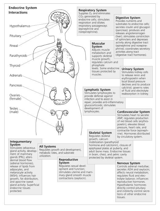 endocrine system interactions